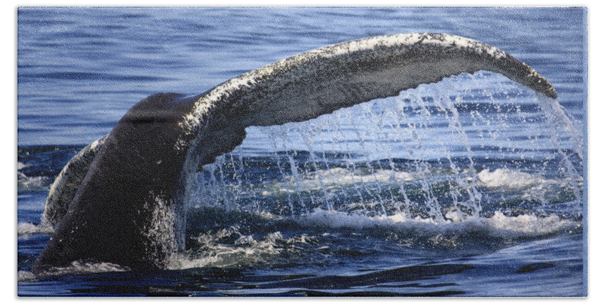 Whale Tail Beach Towel featuring the photograph Whale Tail by Darius Aniunas