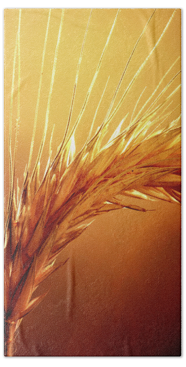 Wheat Beach Towel featuring the photograph Wheat Close-up by Johan Swanepoel