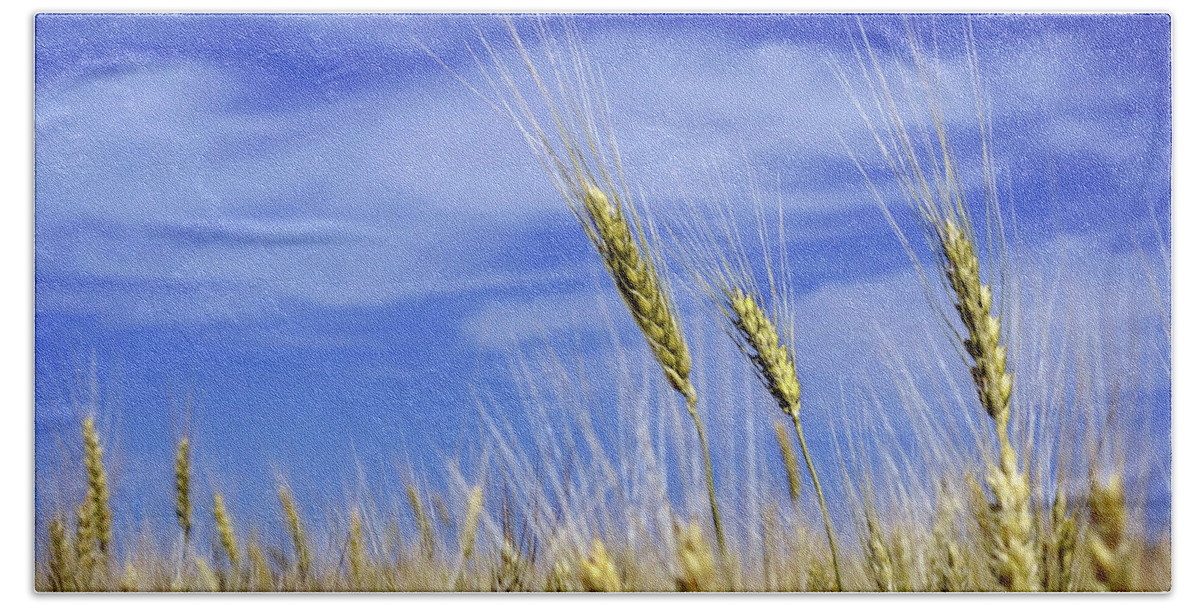 Wheat Beach Sheet featuring the photograph Wheat Trio by Keith Armstrong