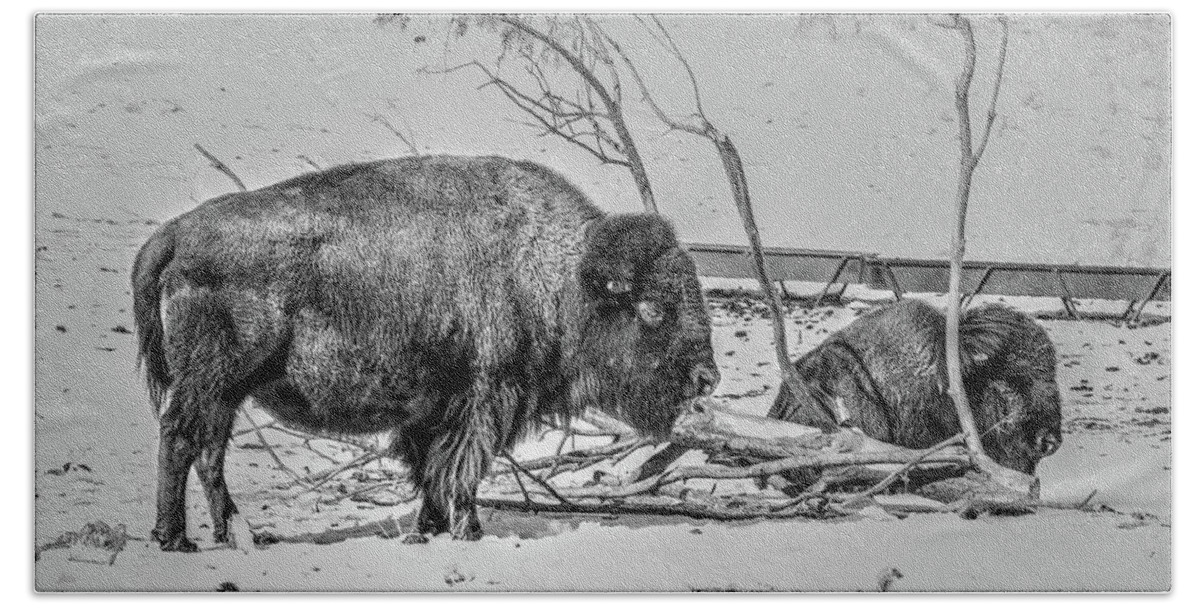 Bison Beach Towel featuring the photograph Where The Buffalo Rest by J Laughlin