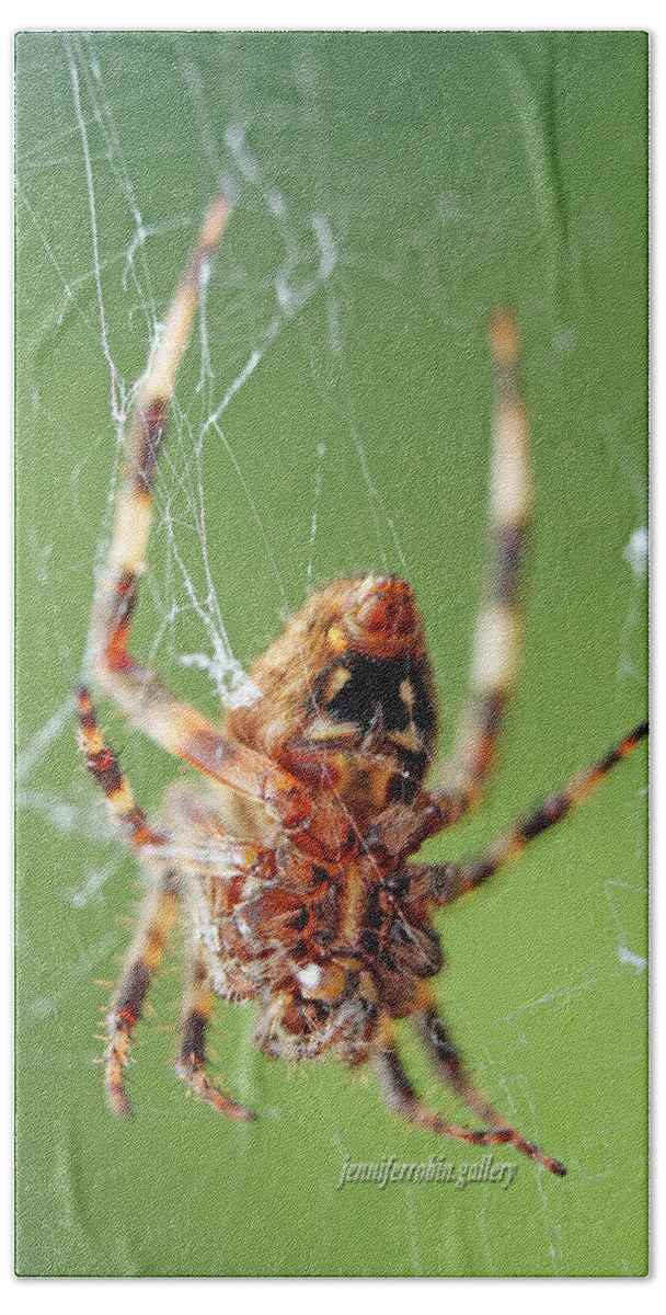 Insects Beach Towel featuring the photograph Where Webs Come From by Jennifer Robin