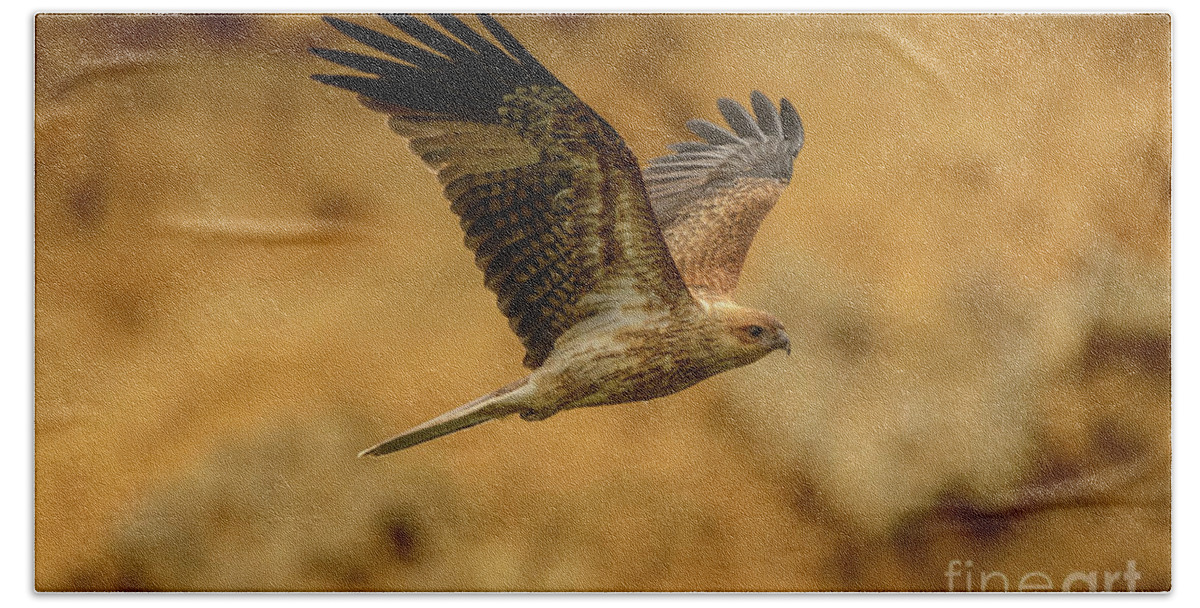 Bird Beach Towel featuring the photograph Whistling Kite 02 by Werner Padarin