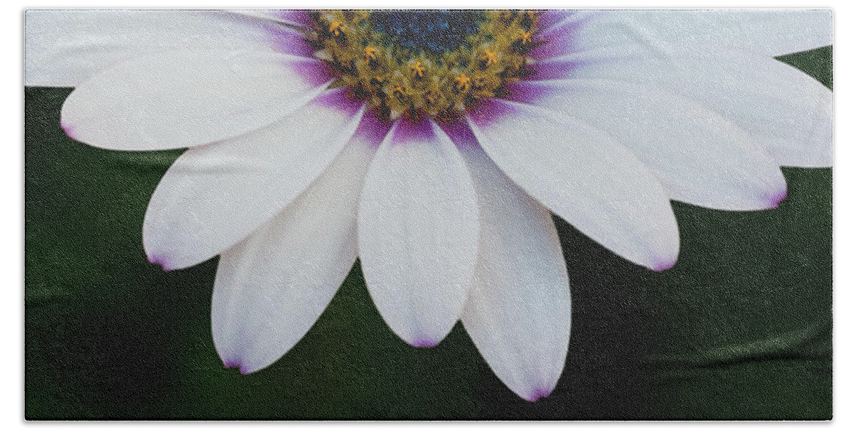 Asteraceae Beach Sheet featuring the photograph White African Daisy by Bel Menpes