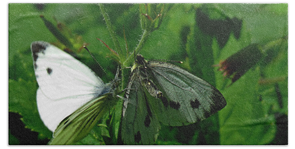 Butterflies Beach Towel featuring the photograph White and Grey Green Wings by John Topman
