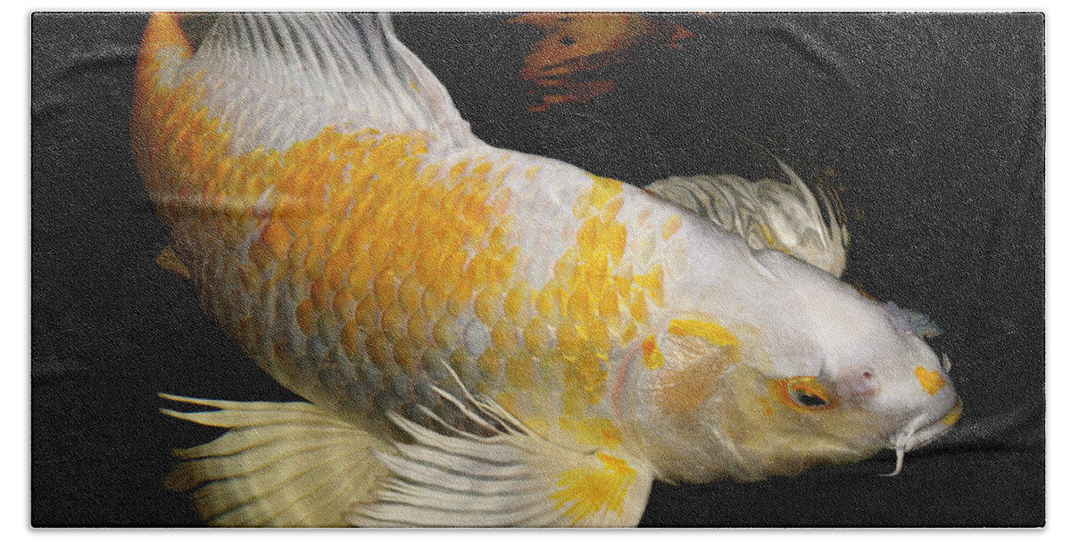 White and Yellow Yamabuki Hariwake Butterfly Koi fish swimming a Beach  Towel by Reimar Gaertner - Pixels