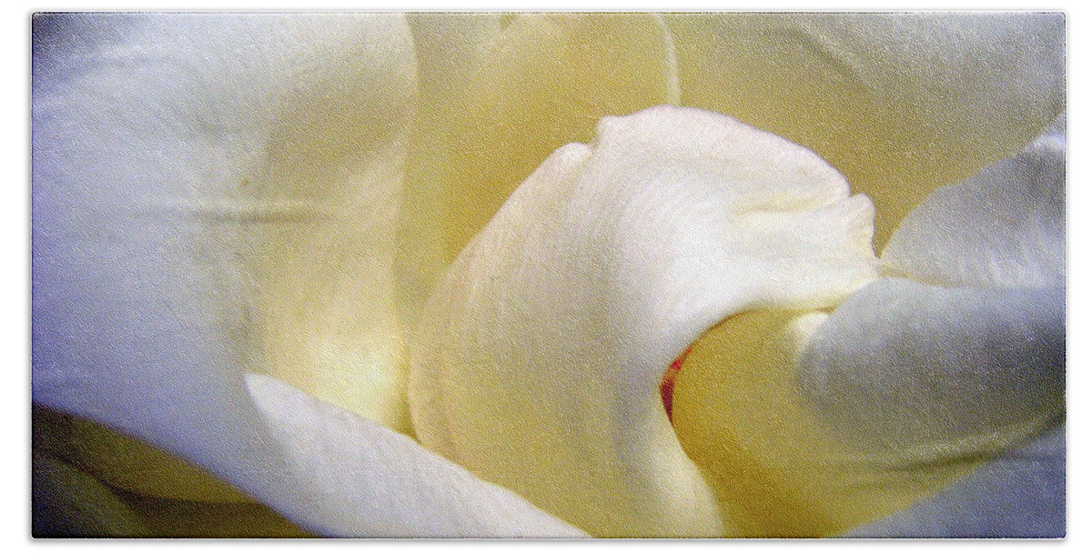 Flowers Beach Sheet featuring the photograph White Beauty Rose by Mary Halpin