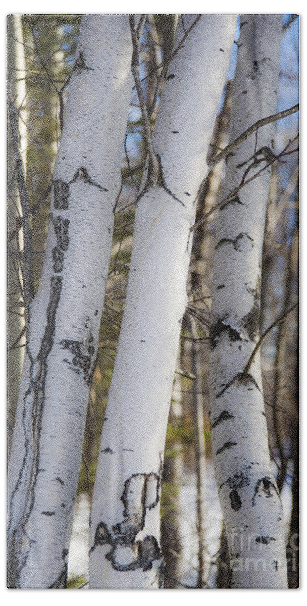 Tree Beach Towel featuring the photograph White Birch Tree Trunks by Alana Ranney