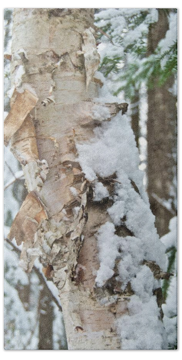 Birch Beach Sheet featuring the photograph White Birch with Snow by Michael Peychich