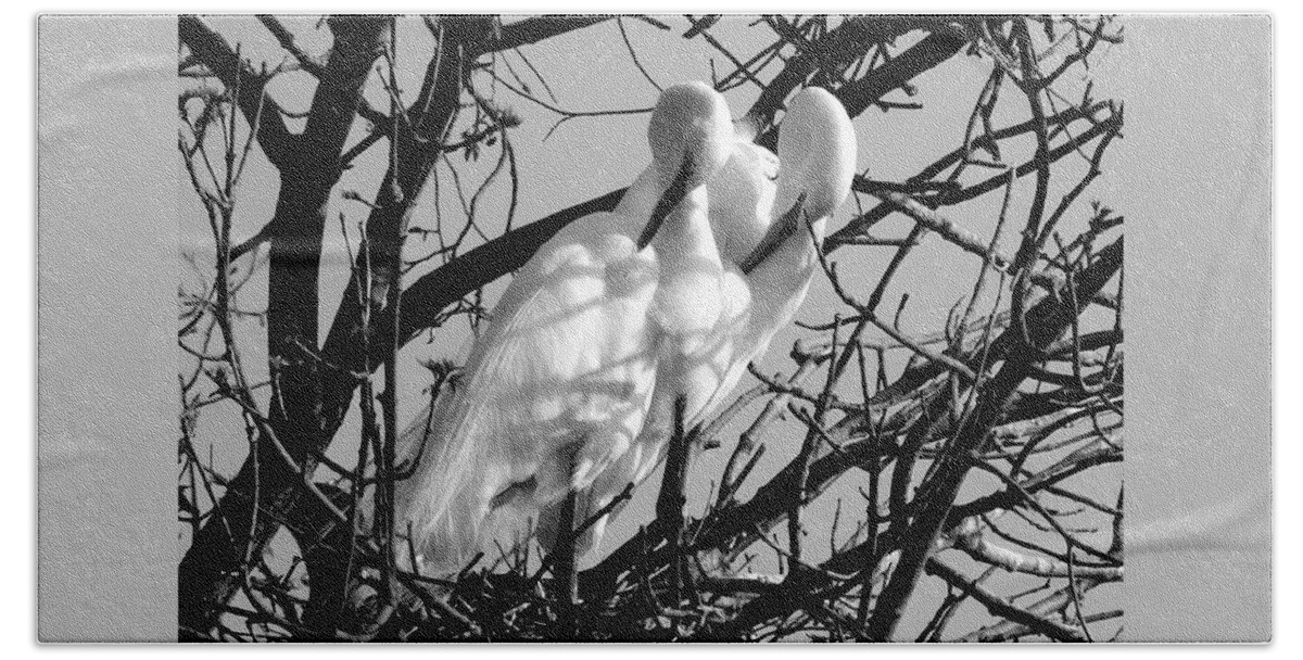 White Birds Beach Towel featuring the photograph White Birds Preening by Curtis Tilleraas