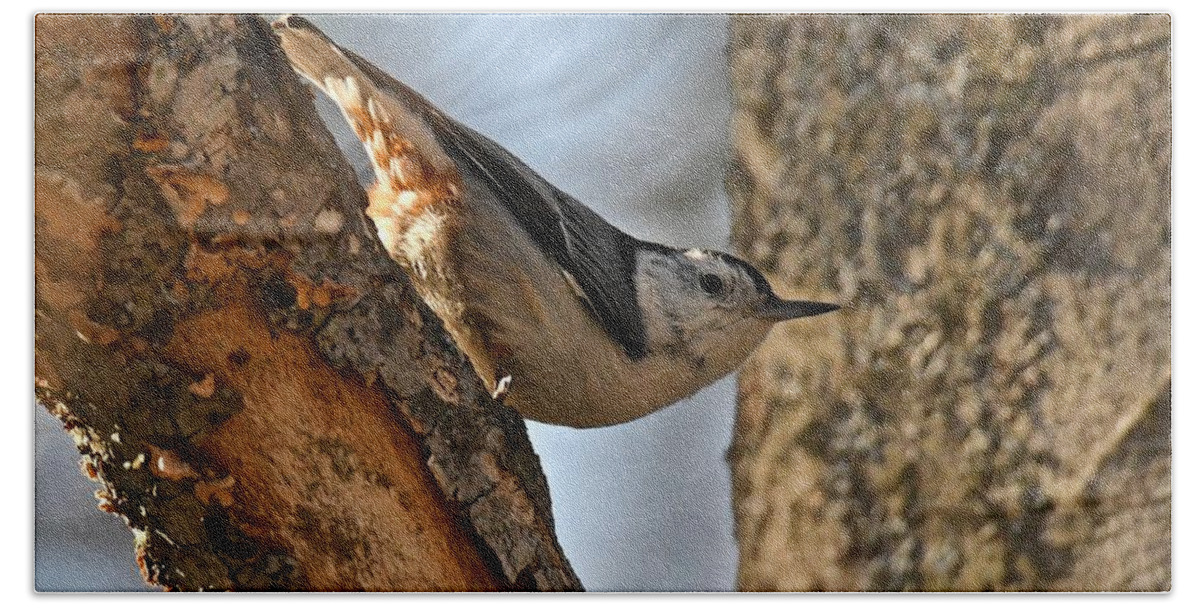 Bird Beach Sheet featuring the photograph White Breasted Nuthatch 370 by Michael Peychich
