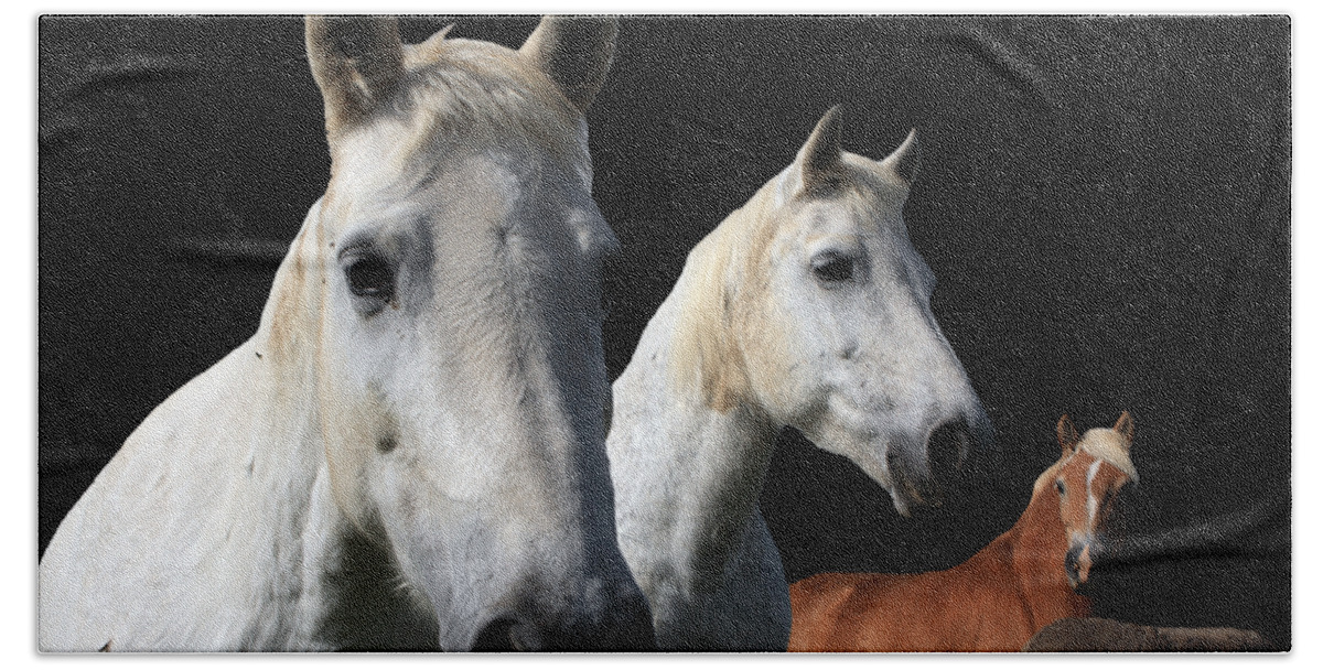 Horses Beach Towel featuring the photograph White Camargue Horses On Black Background by Aidan Moran