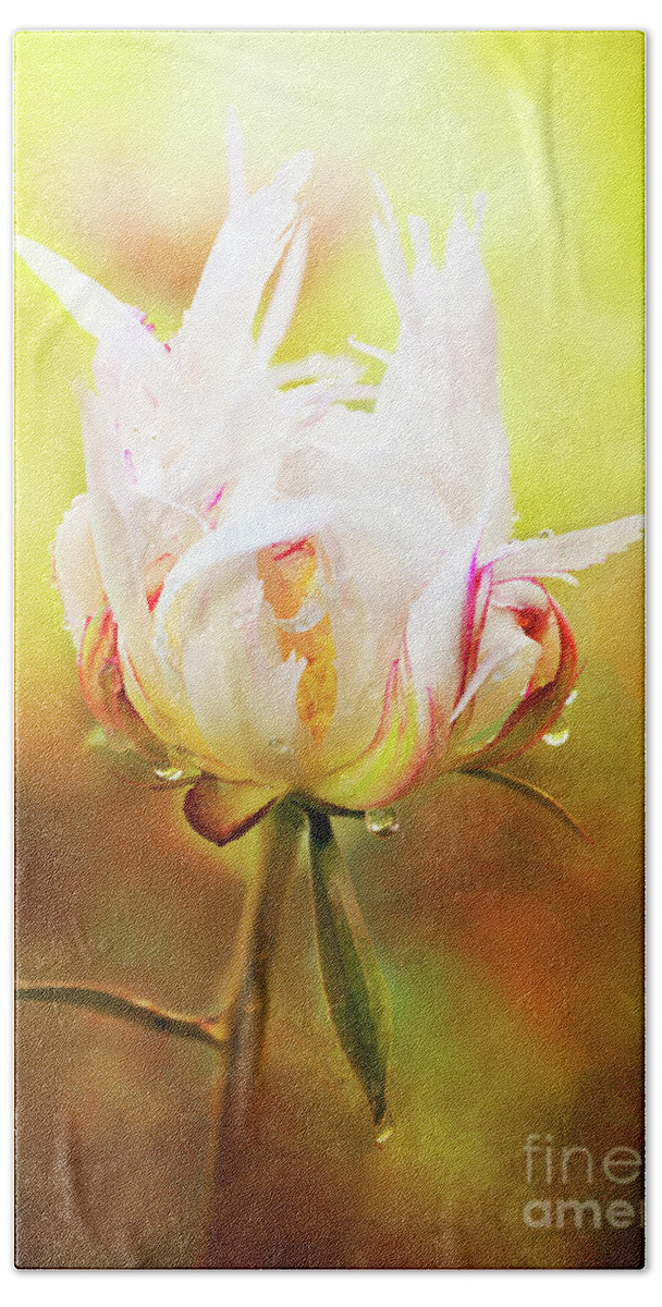 White Peony Beach Sheet featuring the photograph White Chinese Peony Laden with Raindrops by Anita Pollak