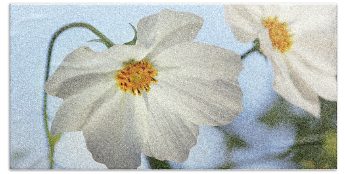 Flowers Beach Sheet featuring the photograph White Cosmos-1 by Nina Bradica