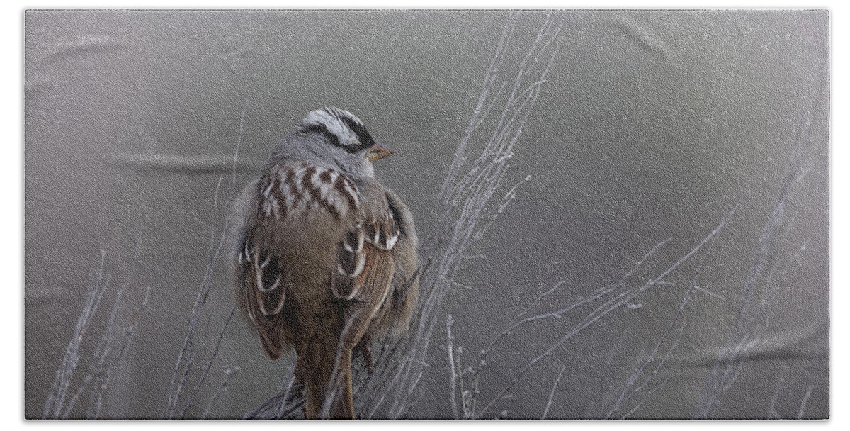 White-crowned Beach Towel featuring the photograph White-Crowned Sparrow by David Watkins