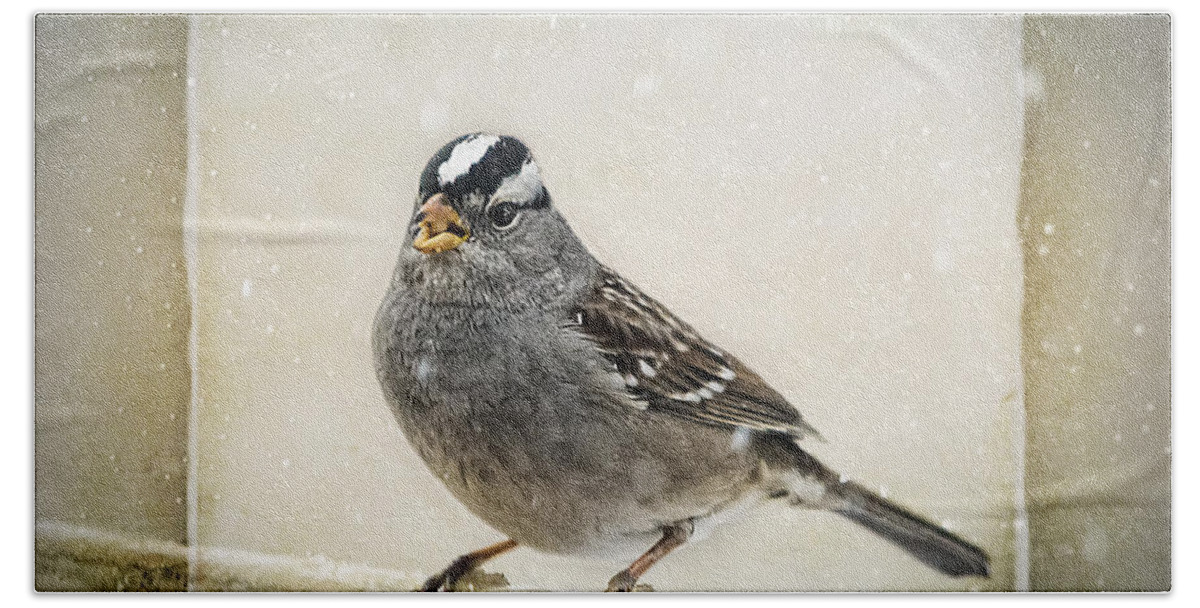 Sparrow Beach Towel featuring the photograph White Crowned Sparrow in Snow Frame by Janice Pariza