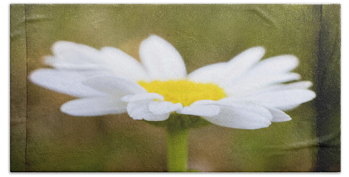 Spring Beach Sheet featuring the photograph White daisy by Eduard Moldoveanu