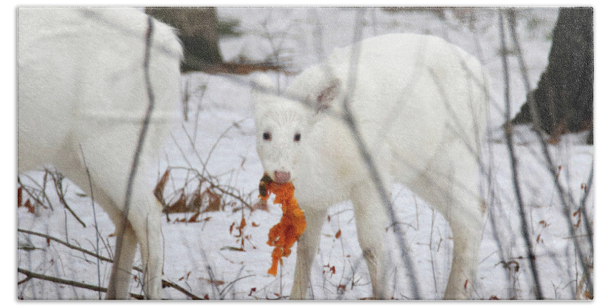 White Beach Towel featuring the photograph White Deer With Squash 5 by Brook Burling