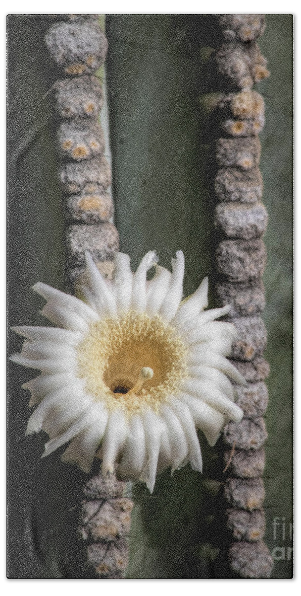 Saguaro Flower Beach Towel featuring the photograph White Desert Jewel by Elisabeth Lucas