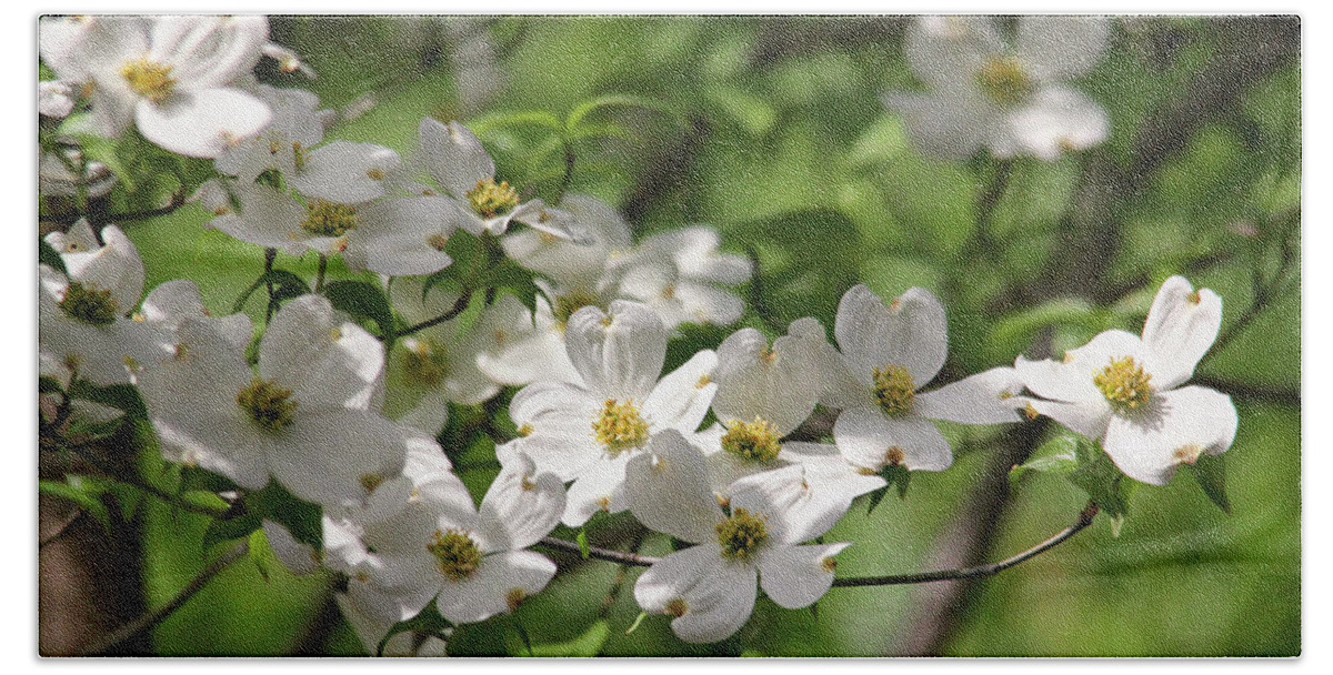 Flowers Beach Towel featuring the photograph White Dogwood Blossoms by Trina Ansel