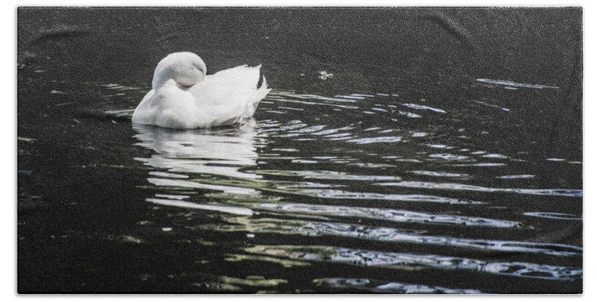 Duck Beach Towel featuring the photograph White Duck by Steph Gabler
