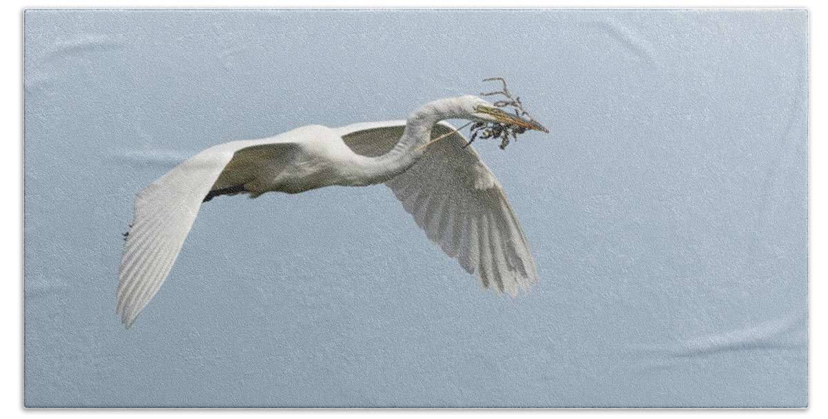 Great Egret Beach Towel featuring the photograph White Egret 2016-1 by Thomas Young