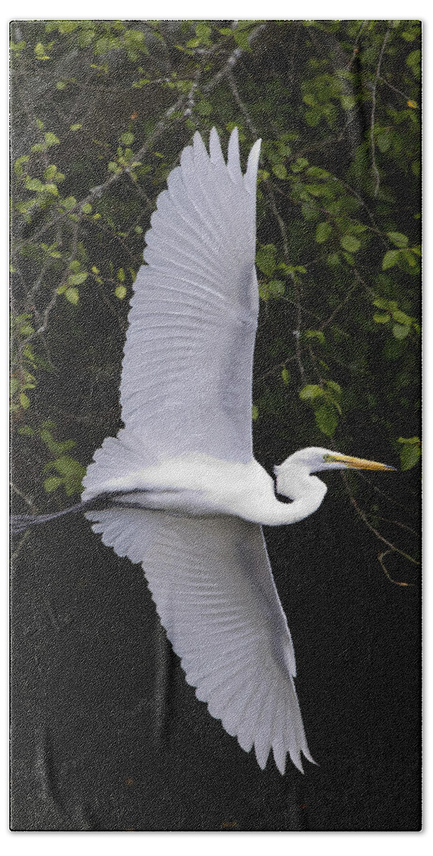Bird Beach Towel featuring the photograph White Egret In Flight-Signed-#0716 by J L Woody Wooden