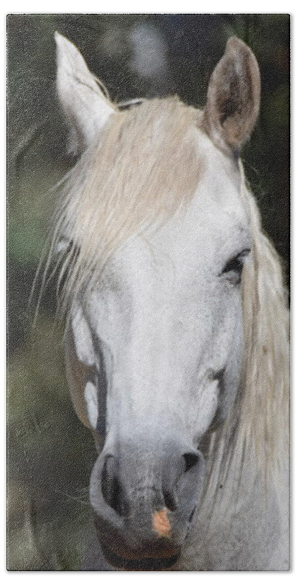 White_horse Beach Towel featuring the photograph White Horse by Margarethe Binkley