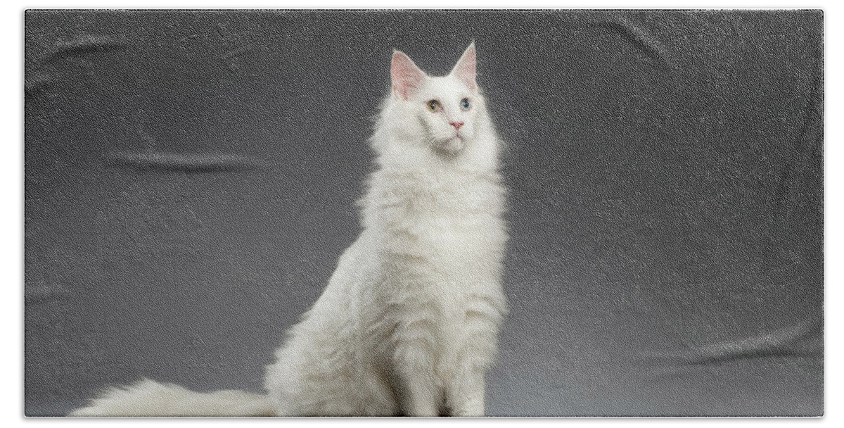 White Beach Towel featuring the photograph White Huge Maine Coon Cat on Gray Background by Sergey Taran