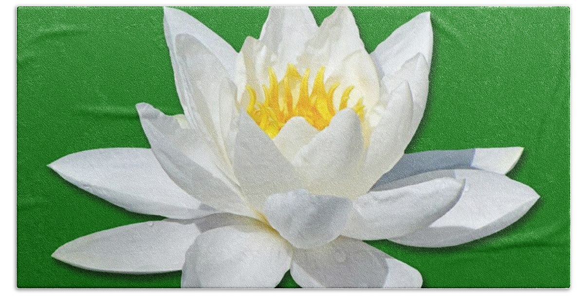 Lily Beach Towel featuring the photograph White Lily 2 by Bob Slitzan