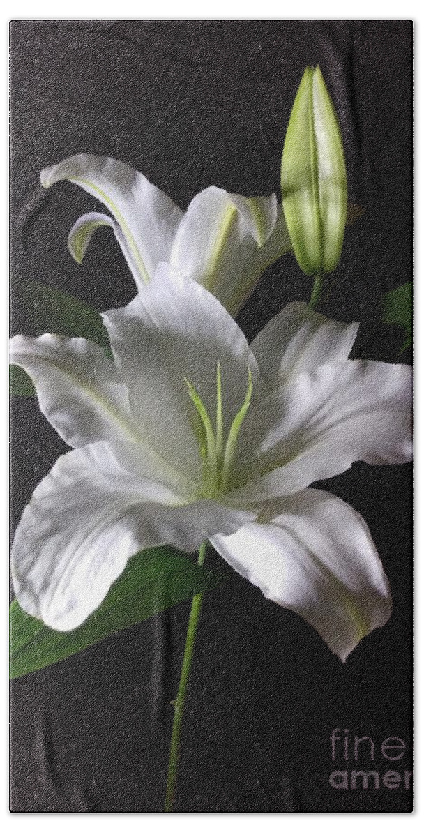 Photography Beach Towel featuring the photograph White Lily by Delynn Addams