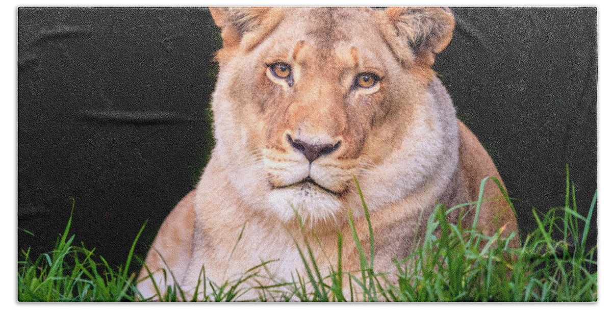 Jukani Beach Sheet featuring the photograph White lion by Alexey Stiop