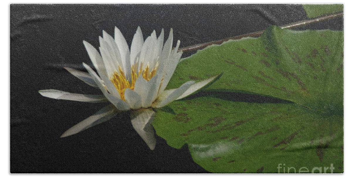 White Beach Towel featuring the photograph White Lotus Waterlily and lily pad by Jackie Irwin