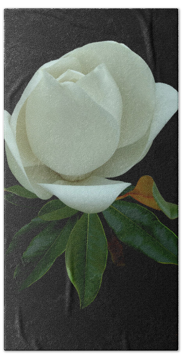 Flower Beach Towel featuring the digital art White Magnolia Bud by M Spadecaller