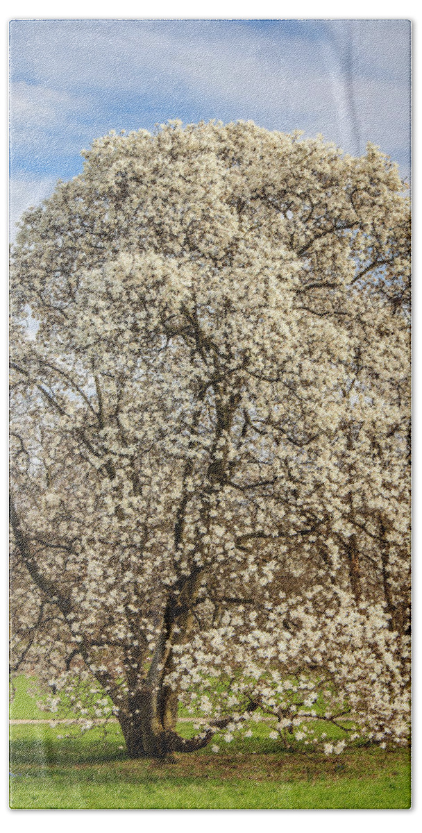 Full Beach Towel featuring the photograph White Magnolia Tree in Full Bloom by Joni Eskridge