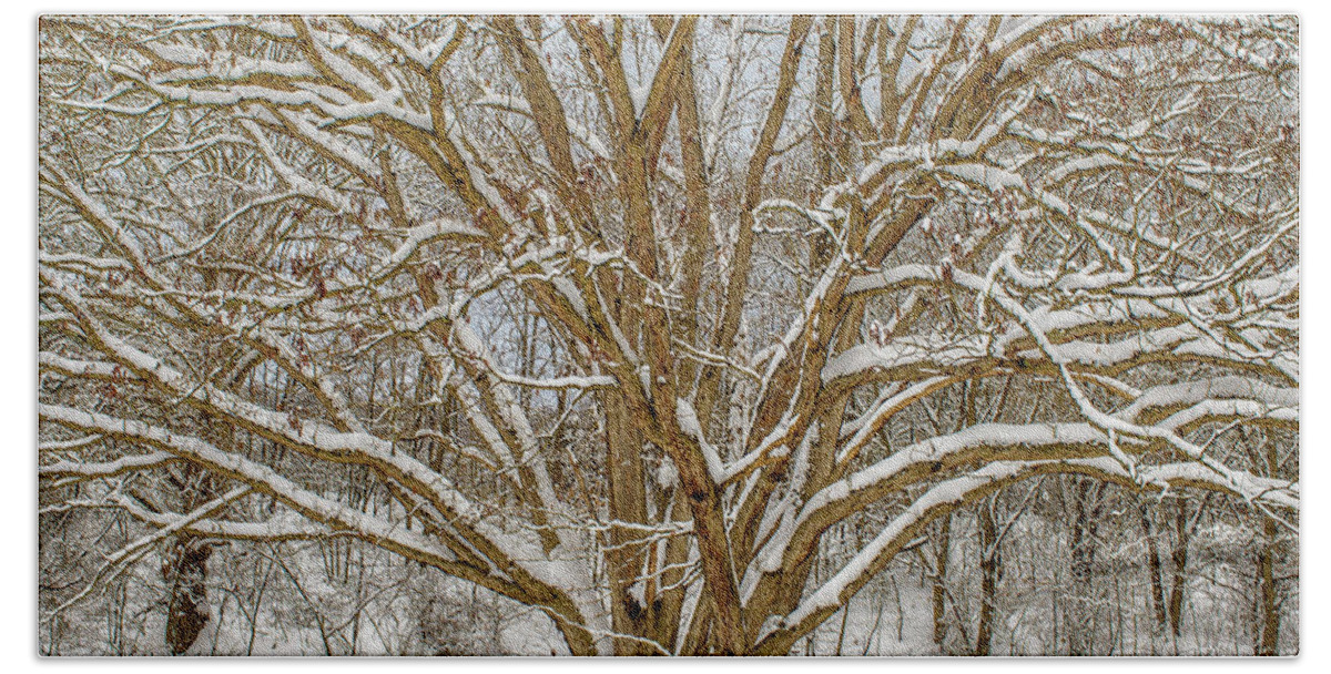 Landscape Beach Towel featuring the photograph White Oak in Snow by Joe Shrader