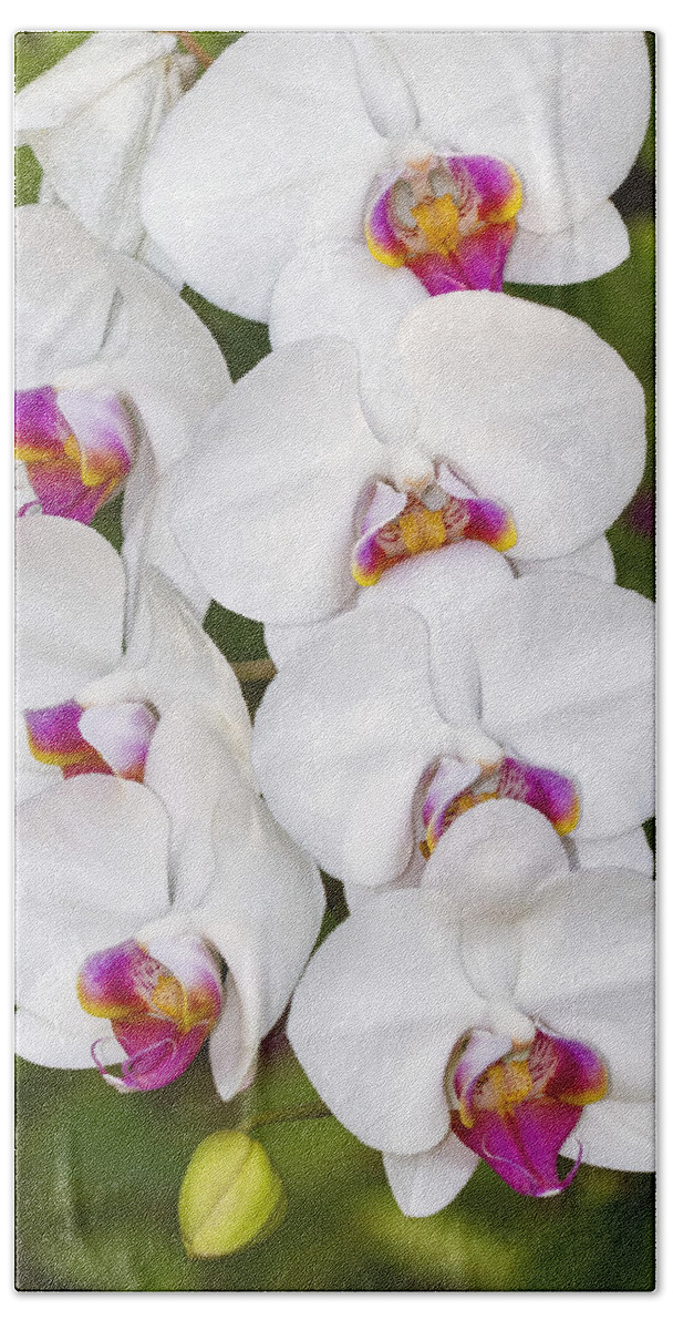 Flower Beach Sheet featuring the photograph White Orchids by Bob Slitzan