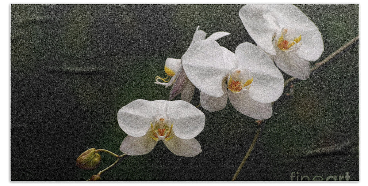 Orchids Beach Sheet featuring the photograph White Orchids by Lorenzo Cassina
