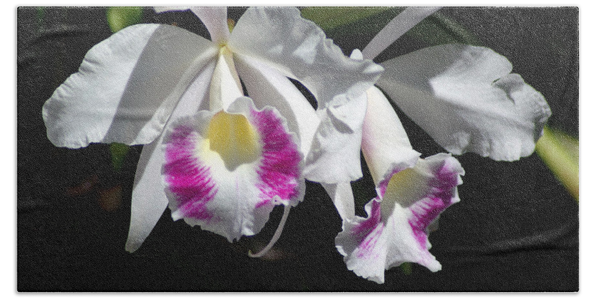 Photography Beach Sheet featuring the photograph White Orchids by Susanne Van Hulst