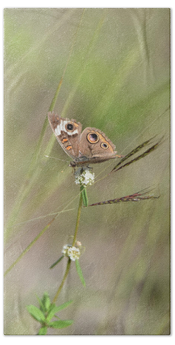 Butterfly Beach Towel featuring the photograph Buckeye Butterfly Resting on White Flowers by Artful Imagery
