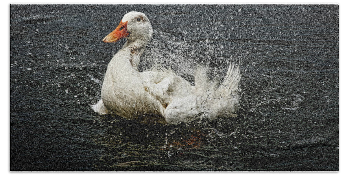 Hdr Photography Beach Towel featuring the photograph White Pekin Duck by Richard Gregurich