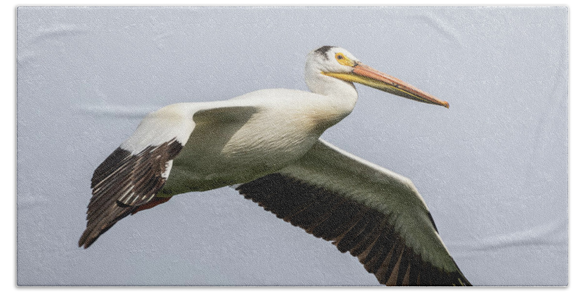 American White Pelican Beach Towel featuring the photograph White Pelican 2016-1 by Thomas Young