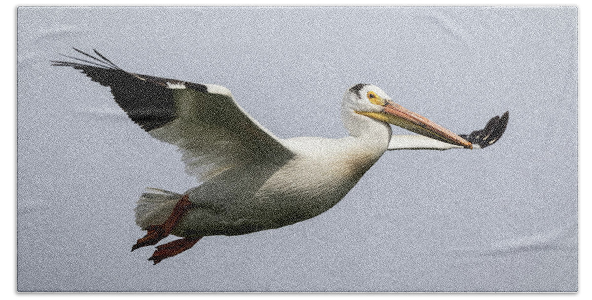 American White Pelican Beach Towel featuring the photograph White Pelican 2016-2 by Thomas Young