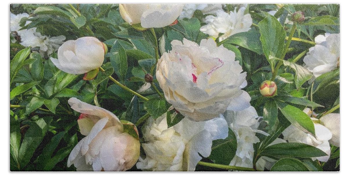 White Peonies Beach Towel featuring the photograph White Peonies in North Carolina by Chris Berrier