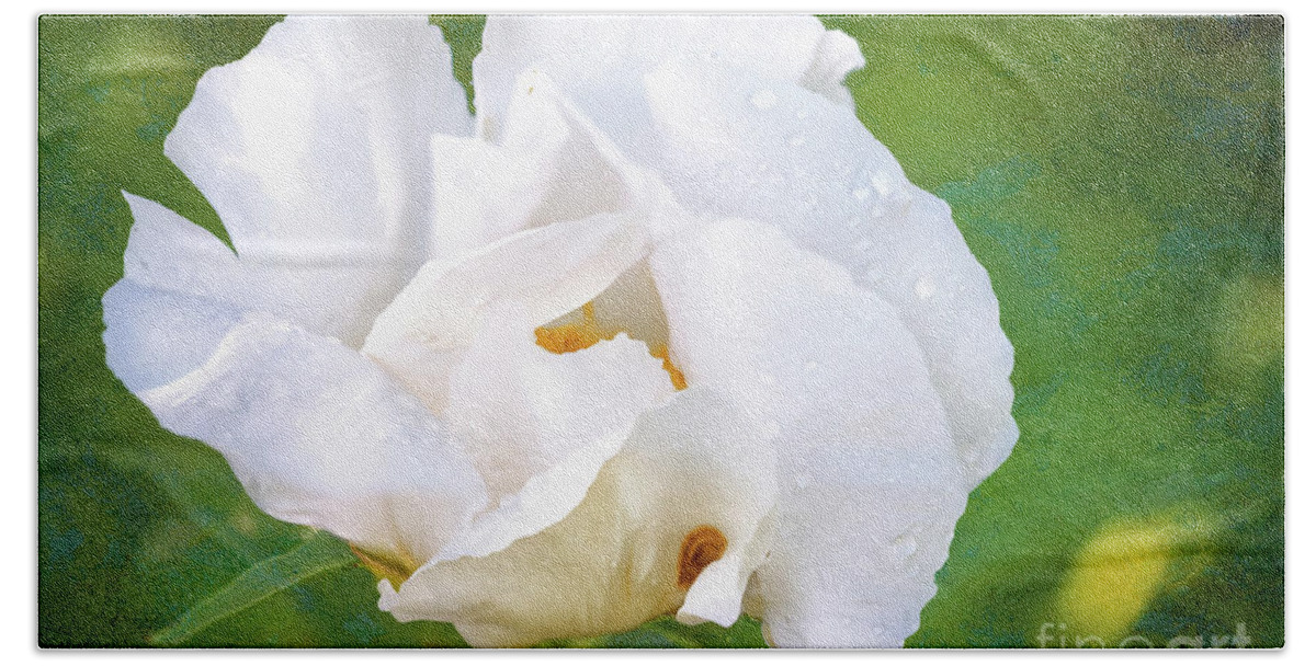 Peony Beach Sheet featuring the photograph White Peony After the Rain by Anita Pollak