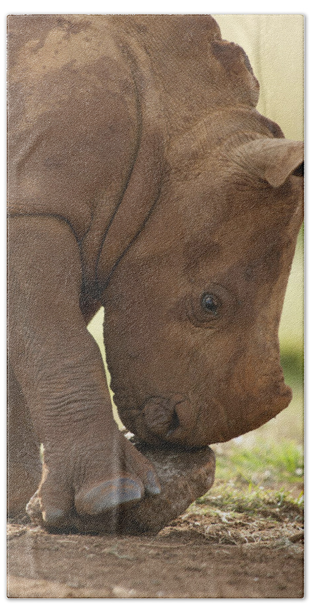 Mp Beach Towel featuring the photograph White Rhinoceros Ceratotherium Simum by Matthias Breiter