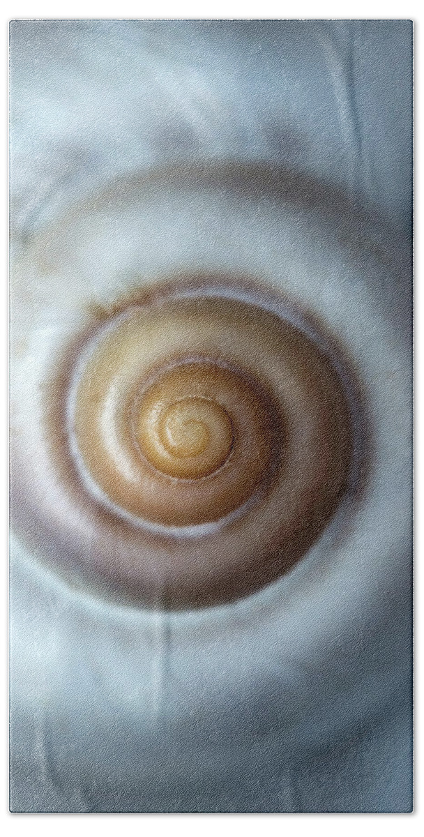 Shell Beach Towel featuring the photograph White snail shell by Jaroslaw Blaminsky