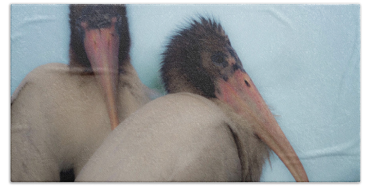 White Storks Beach Towel featuring the photograph White stork offspring by Wolfgang Stocker