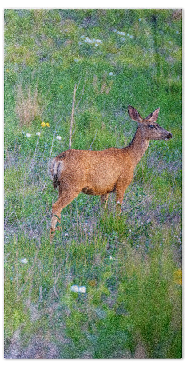 Colorado Beach Towel featuring the photograph White-Tail deer in grasses by John De Bord
