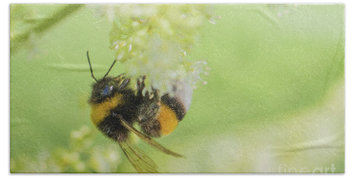 Animal Beach Sheet featuring the photograph White-tailed bumblebee - Bombus lucorum by Jivko Nakev