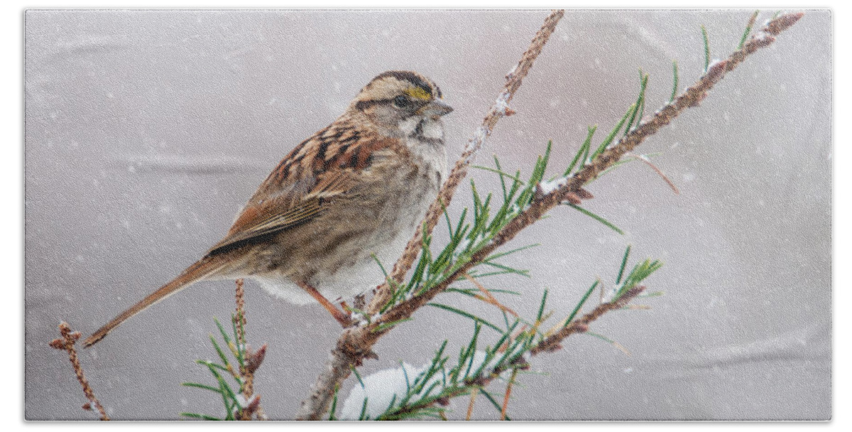 Bird Beach Towel featuring the photograph White Throated Sparrow by Cathy Kovarik